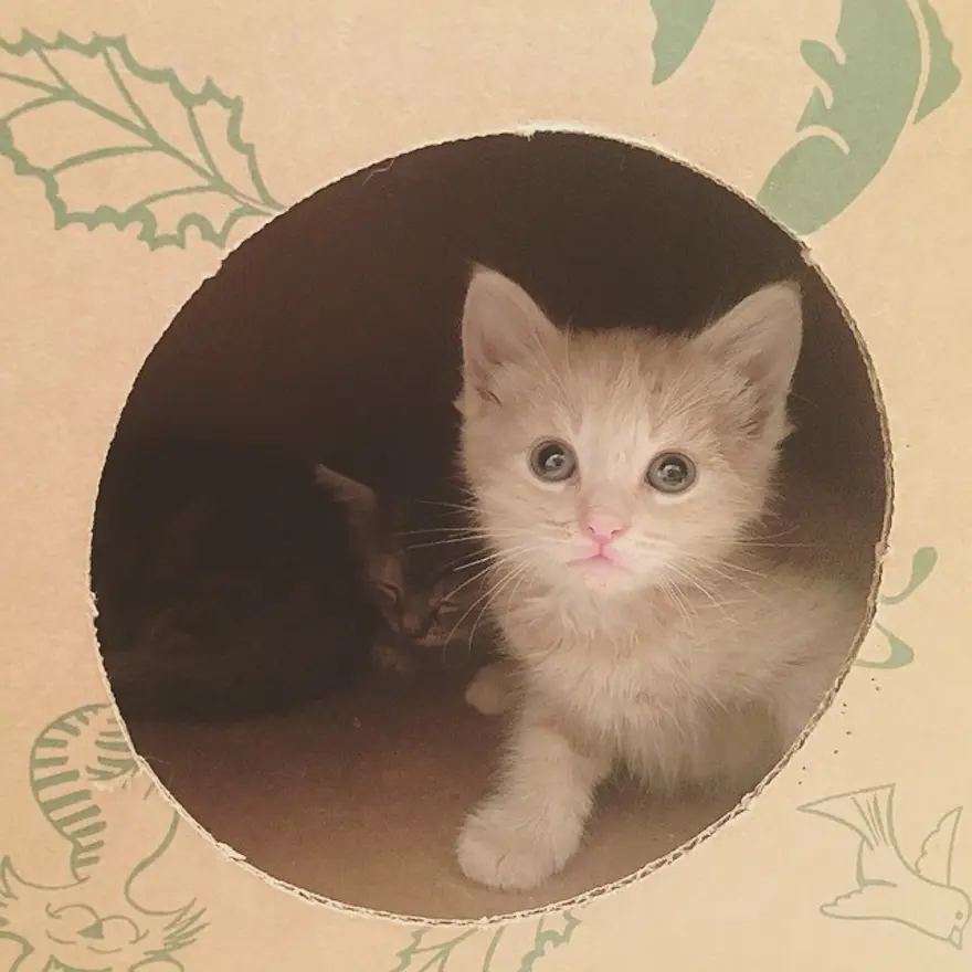 Hayatını kedileri kurtarmaya adadı 232