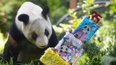 Dev panda Xin Xin, 35'inci yaşını kutladı