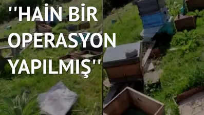 Milli arıcılık projesine saldırı: 200 kovan talan edildi