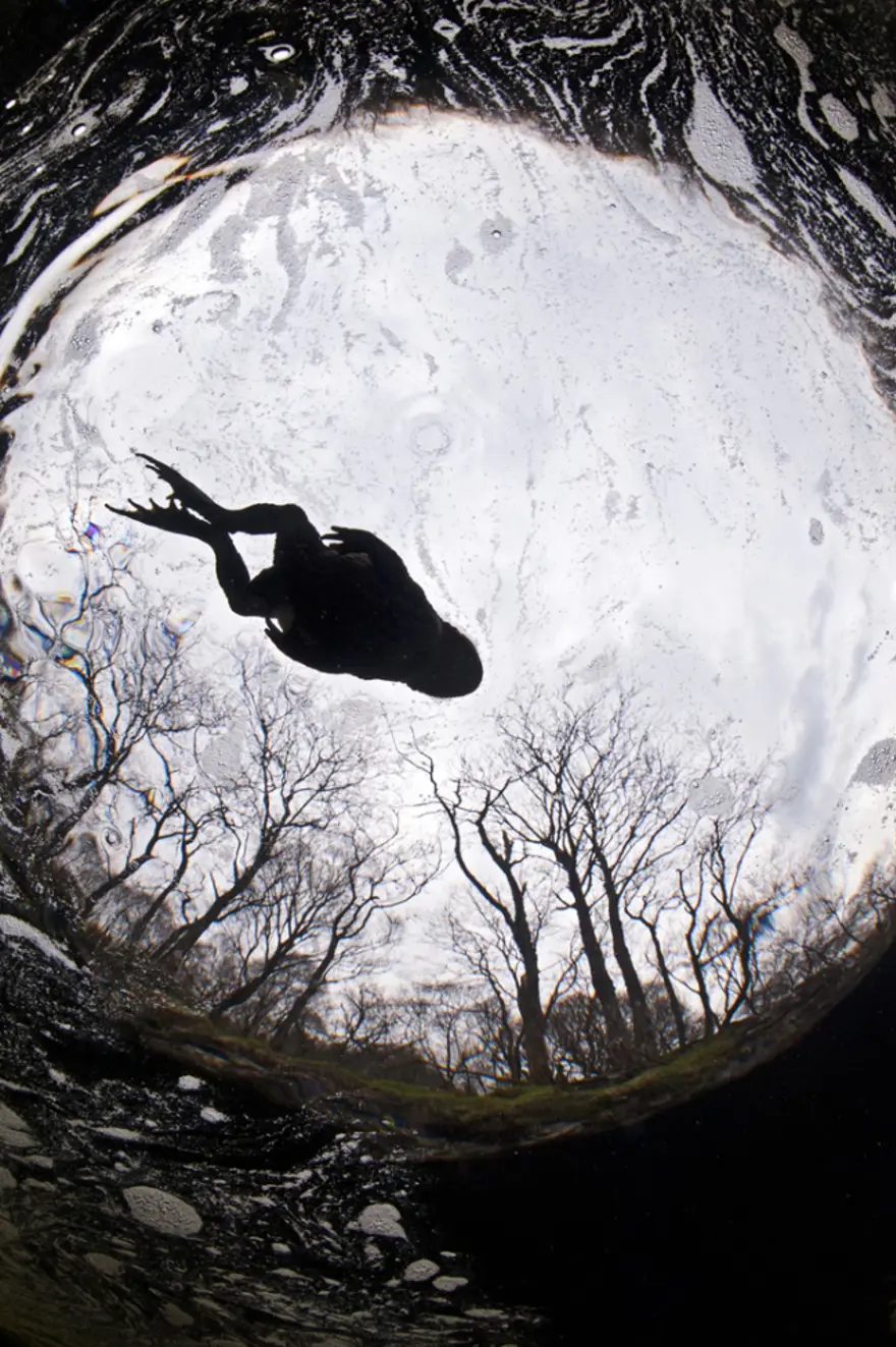 Vahşi yaşamdan çarpıcı kareler 22