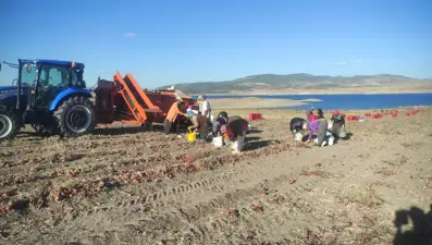 Tarlada fiyatı 8 lira: Hasadı başladı