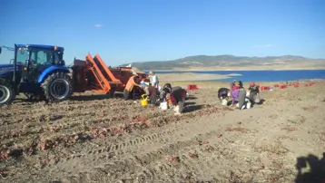 Tarlada fiyatı 8 lira: Hasadı başladı