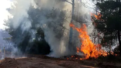Çanakkale'deki orman yangını kontrol altına alındı