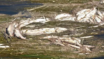 Kızılırmak’ta endişelendiren görüntü! Balık ölümleri tekrar başladı