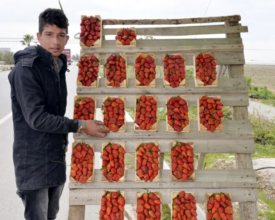 Çilekte hormon kullanılıyor mu? 2 Çilekte hormon kullanılıyor mu? 2