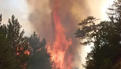Bolu Göynük'te orman yangını
