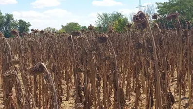 Kuraklık ayçiçeğini vurdu