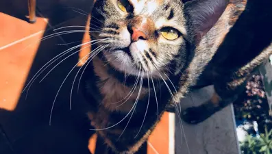 Gizem Karaca: Nur içinde uyusun benim Kaju kızım