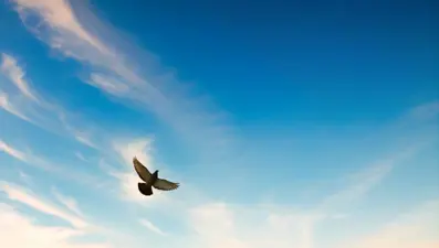 Fransa'da posta güvercinin düşürdüğü 110 yıllık askeri mesaj bulundu