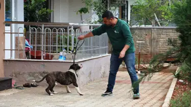 Dört saatlik 'pitbull' esareti
