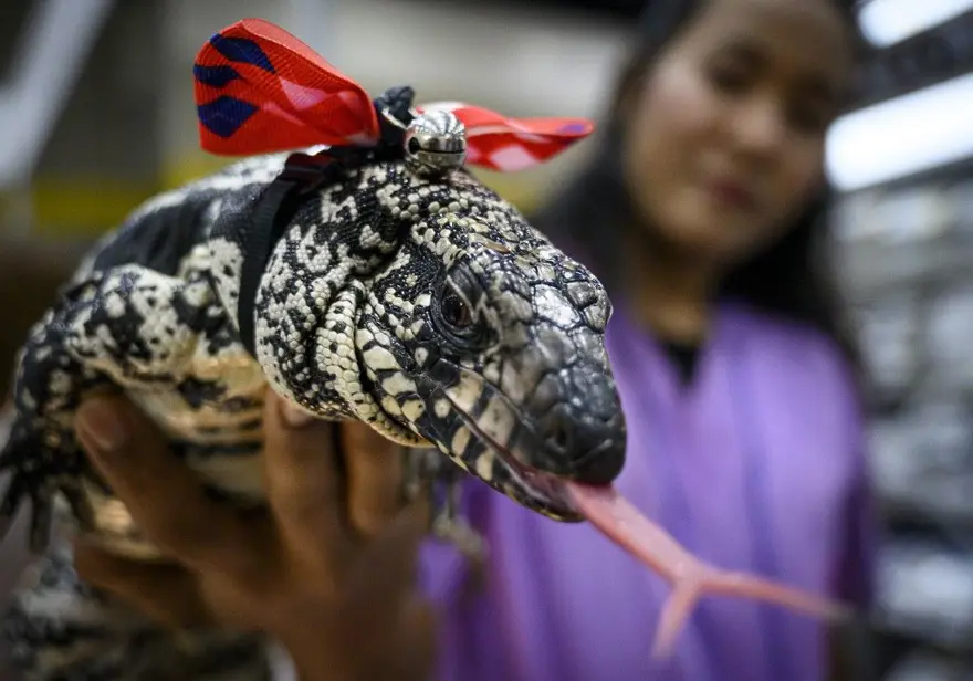 ABD’de köpek büyüklüğünde kertenkele istilası 4