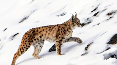 Aç kalan vaşak köye indi