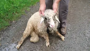 Sahipsiz köpeklerin saldırdığı kuzu telef oldu