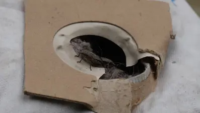 Karadeniz'de hızla çoğalıyor! Prof. Dr. Özlü uyardı: Doğrudan el teması kurmayın