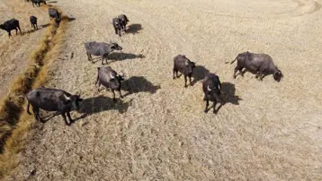 Sütüyle şifa kaynağı, üreticinin gözdesi: Yoğurdu ve kaymağının lezzetini herkes biliniyor