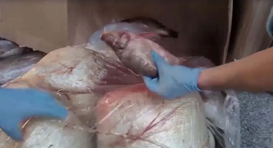 KOKUŞMUŞ BALIK OYUNU 2