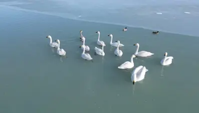 Bitlis'teki kuş cenneti kısmen dondu: 200 farklı türe ev sahipliği yapıyor