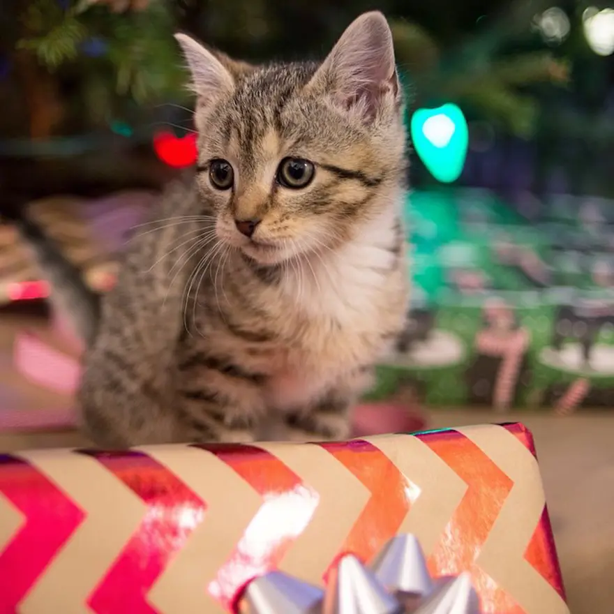 Hayatını kedileri kurtarmaya adadı 117