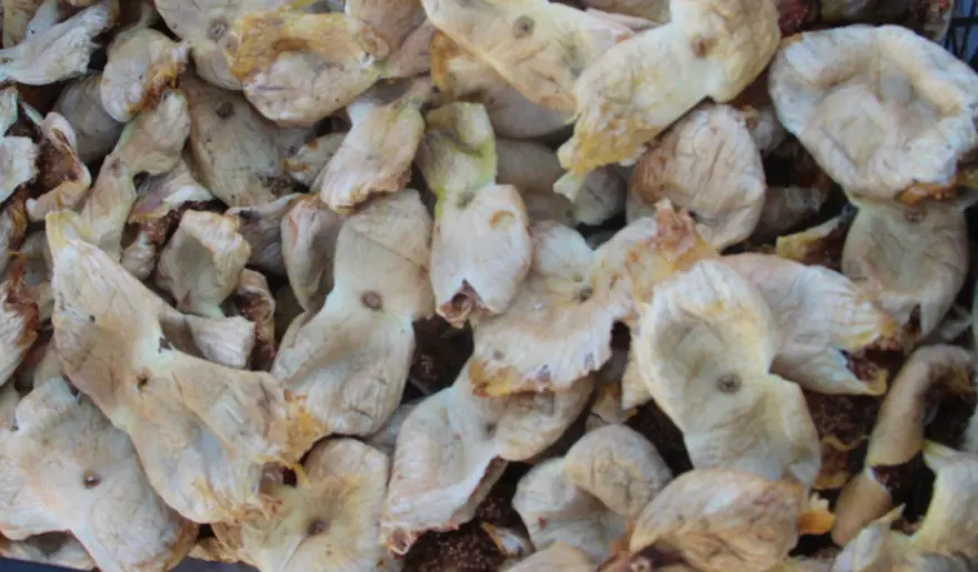 Sezona kilosu 250 lirayla başladı, 150 lirayla kapattı: Bu yıl üreticisinin yüzü güldü 