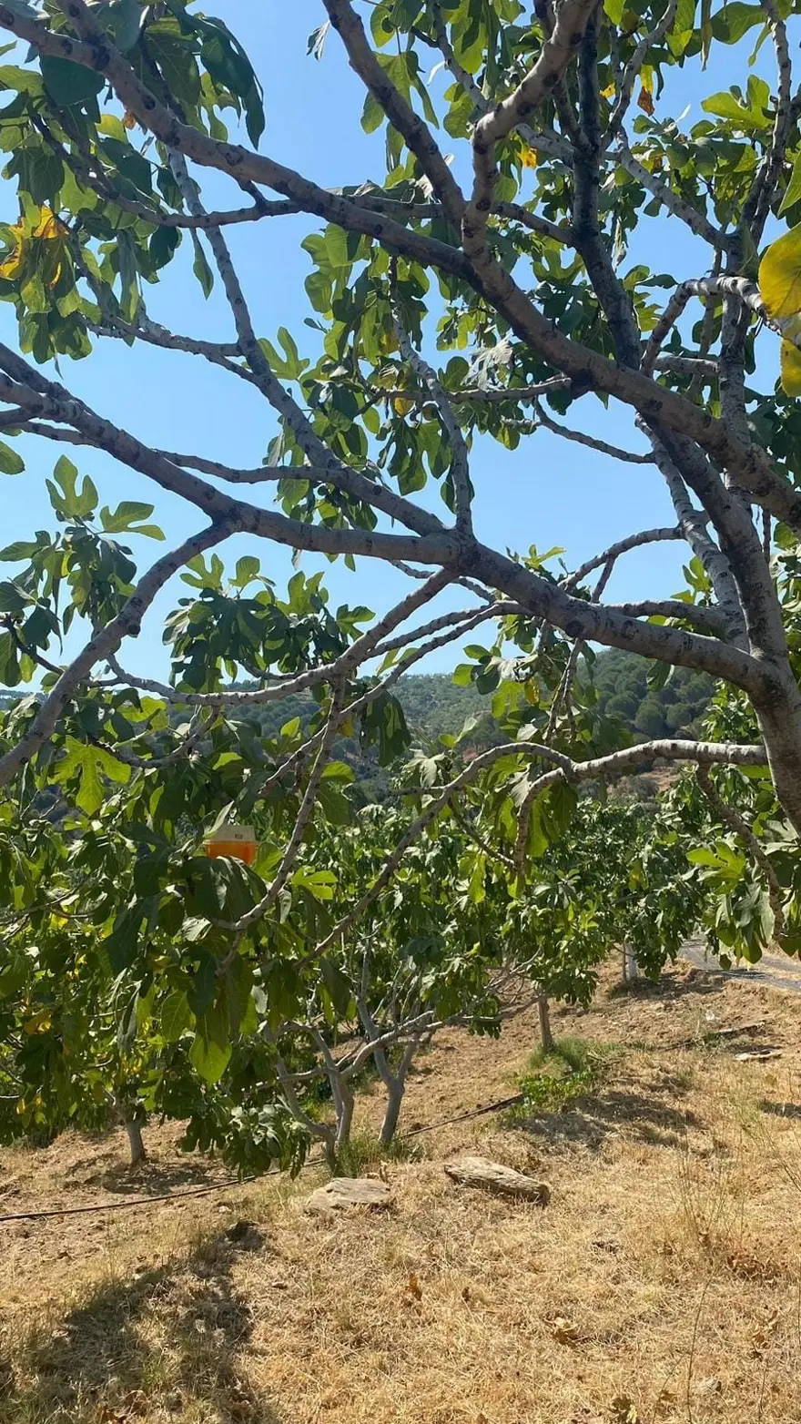 İncir bahçelerinde yeni tehdit: Kanlı balsıra 1 İncir bahçelerinde yeni tehdit: Kanlı balsıra 1