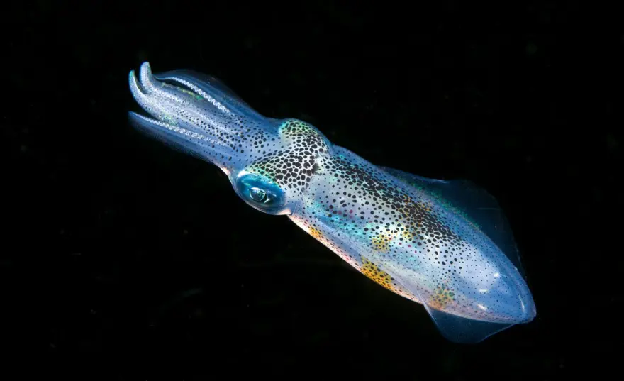 POTANSİYEL 20 TÜR KEŞFEDİLDİ 6 POTANSİYEL 20 TÜR KEŞFEDİLDİ 6