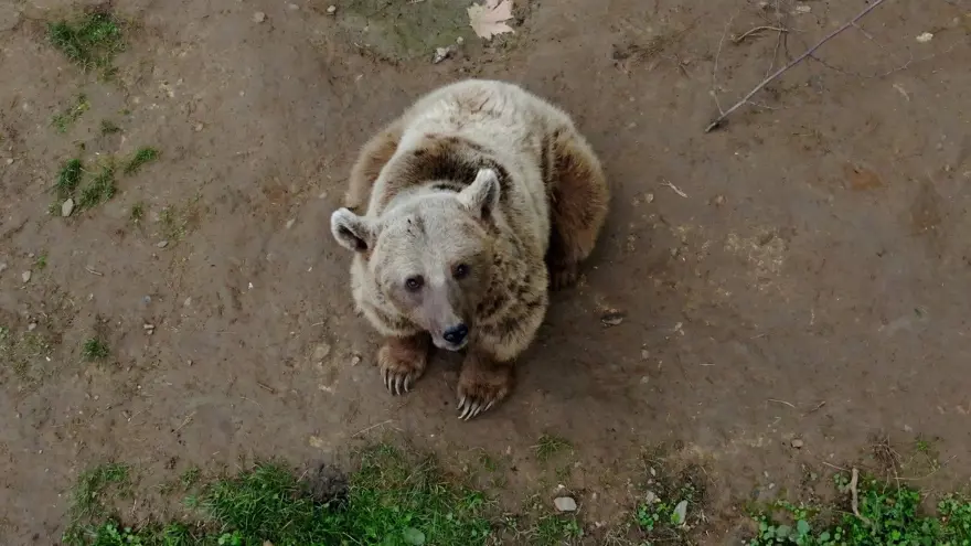 Türkiye'nin tek ayı barınağı Ovakorusu'nun maskotu oldular 34