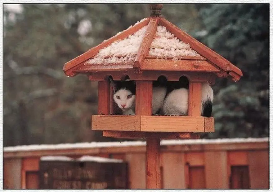 İnternetin yeni fenomenleri 39