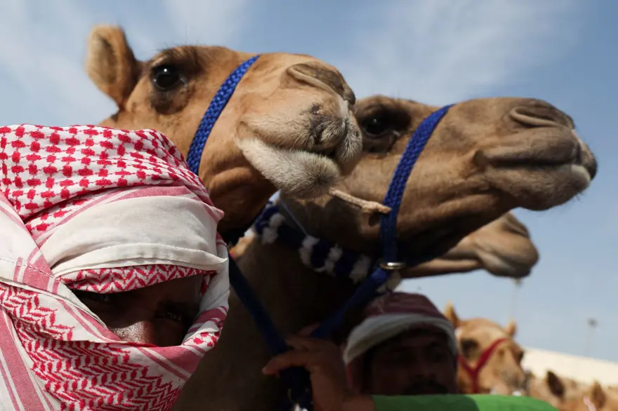 DSÖ uyardı: 2022 FIFA Dünya Kupası Covid-19'dan daha ölümcül bir pandeminin kaynağı olabilir (Deve gribi nedir?) 9