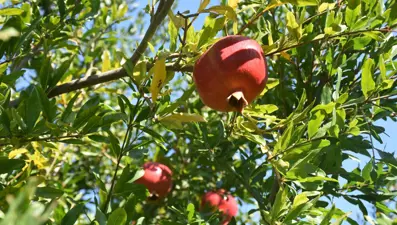 Antalya'dan sonra Muğla geliyor: İhracatı 100 milyon dolara yükseldi