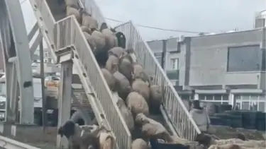 Koyunlardan yayalara ders: Üst geçidi kullandıkları anlar kamerada