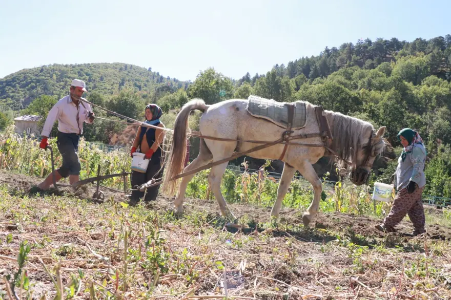 Eylül ayı geldi, söküm başladı:  Atalardan kalan kara sabanla yapılıyor 3