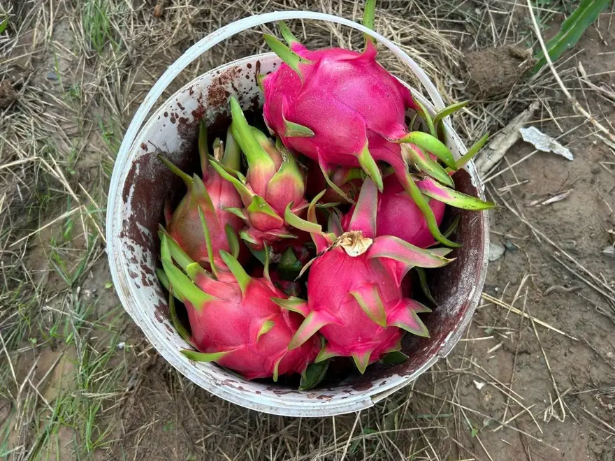 Hasat başladı, kilosu 180 TL'den alıcı buluyor... Bakımı domates, biber gibi Hasat başladı, kilosu 180 TL'den alıcı buluyor... Bakımı domates, biber gibi