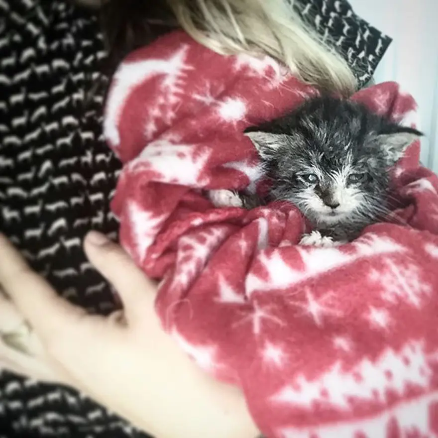 Hayatını kedileri kurtarmaya adadı 296