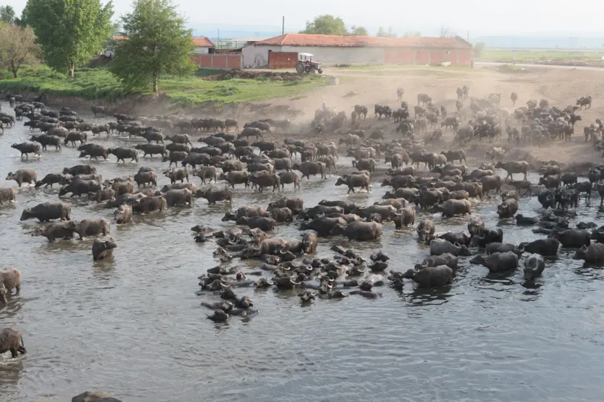 Afrika Serengeti Parkı değil Balıkesir Ovası 13