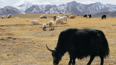 Çinli bilim insanları sezaryenle klon yak dünyaya getirdi