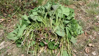 Bir tutam tarif, biraz da tarih: Yumurtalı ılıştıra yemeği