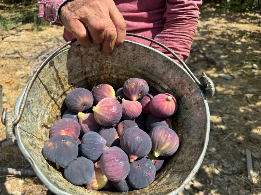 1 ay gecikmeli olgunlaştı: Hasatta sona gelindi ama verim düşük 6 1 ay gecikmeli olgunlaştı: Hasatta sona gelindi ama verim düşük 6