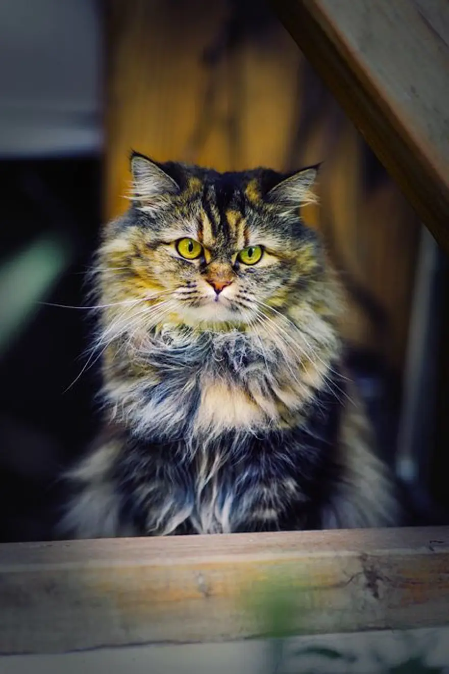 İnternetin yeni fenomenleri 75