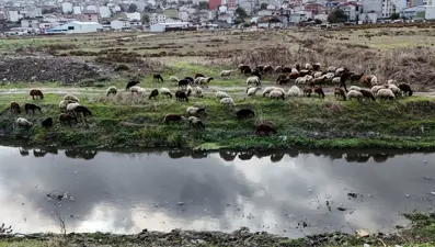 Siyaha büründü, kirlilik saçıyor: Ağır bir koku var