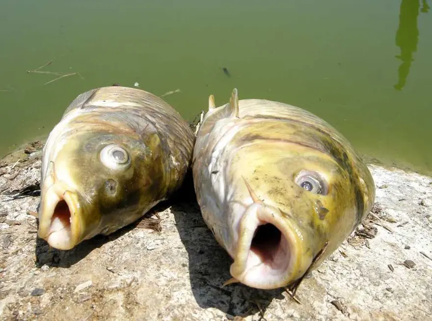 KOLONİLER OLUŞTURMASI ENGELLENEBİLİR 8