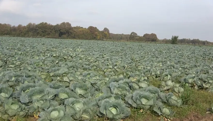 85 bin dönüm alana ekildi: Tarlada 18 liradan satılıyor, binbir emekle toplanıyor 4 85 bin dönüm alana ekildi: Tarlada 18 liradan satılıyor, binbir emekle toplanıyor 4