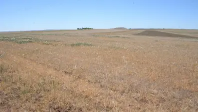 Güneydoğu'da kuraklık alarmı: Rekolte kaybı yüzde 80