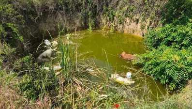 Edirne’de vahşet: Su dolu çukurda başsız 3 köpek bulundu!