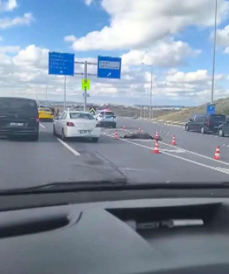 Trafikte başıboş atların yolculuğu kazayla bitti 3