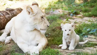 Aslan yavrularını çalmaya çalışan adam parçalanarak öldürüldü
