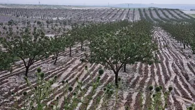 Şanlıurfa'daki doluda tarım arazileri zarar gördü