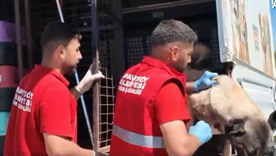 Valilik yazı göndermişti: Sahipsiz hayvanlar toplanmaya başlandı