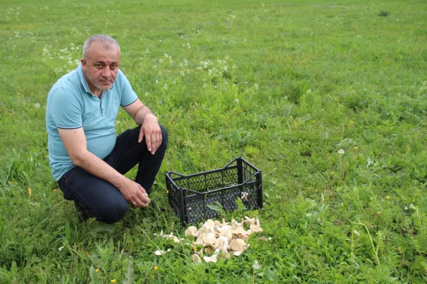 Zehirlenme vakalarında artış: Masum görünse de ölümcül olabiliyor 3