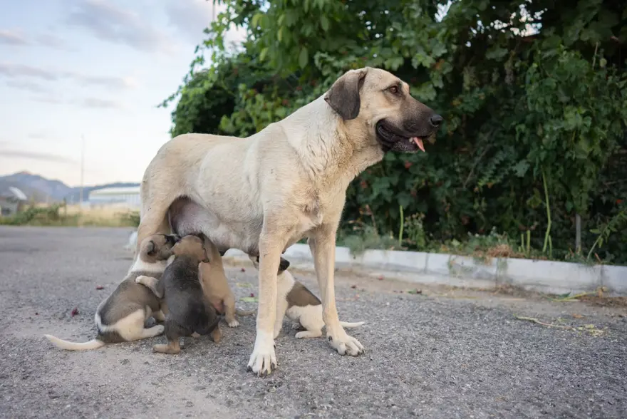Dünyada kaç tane sokak hayvanı var? Ülkelere göre rakamlar 10