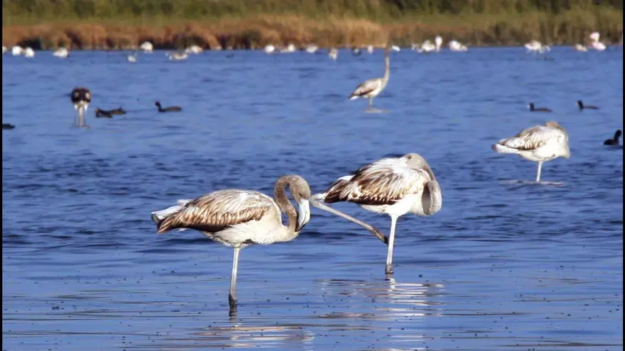 Van Gölü'nde flamingo şöleni 7